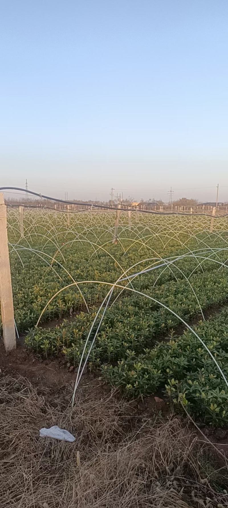 玻璃纤维栱棚杆育苗保温棚遮阳棚羊肚菌拱棚杆小栱棚