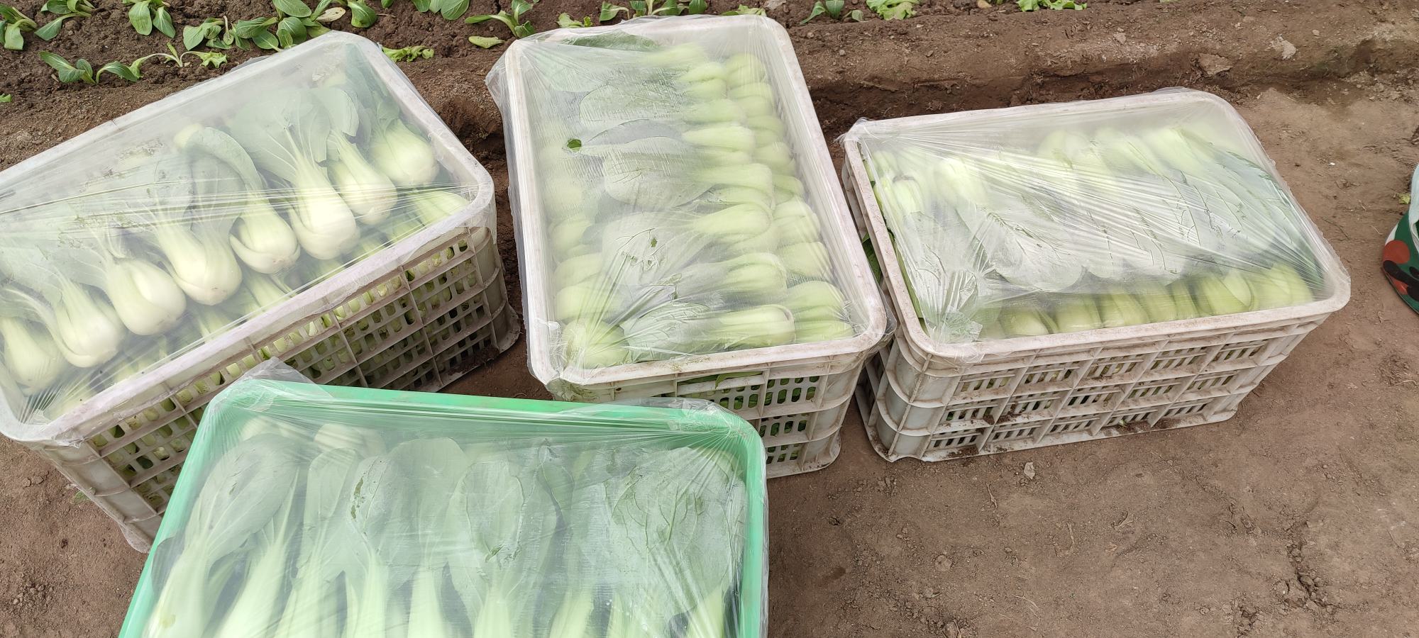 油菜新鲜保存
