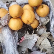 丰水梨新鲜水果黄花梨晚秋黄梨甜黄梨纸袋晚秋黄梨精品特级梨
