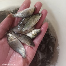 鲤鱼苗、大种鲤鱼、稻田鲤鱼苗、快大好养高产量、一手货源
