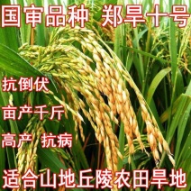 高产旱稻种子抗旱抗病生抗倒临旱一号香米种籽稻种圆粒旱稻米