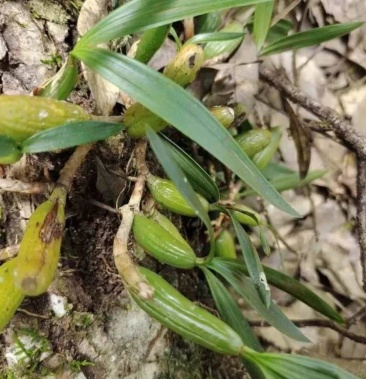野生石橄榄石枣子叶上果石仙桃纯野