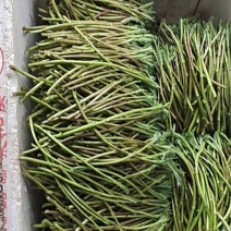 野生蓠蒿
