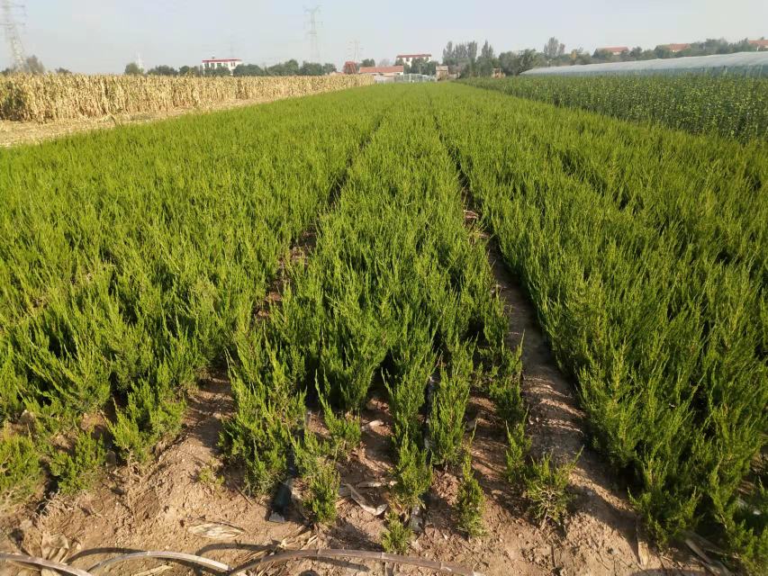 龙柏种植地选择示意图