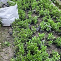 成都木春菊批发，木春菊基地供应，木春菊价格