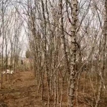 花椒树