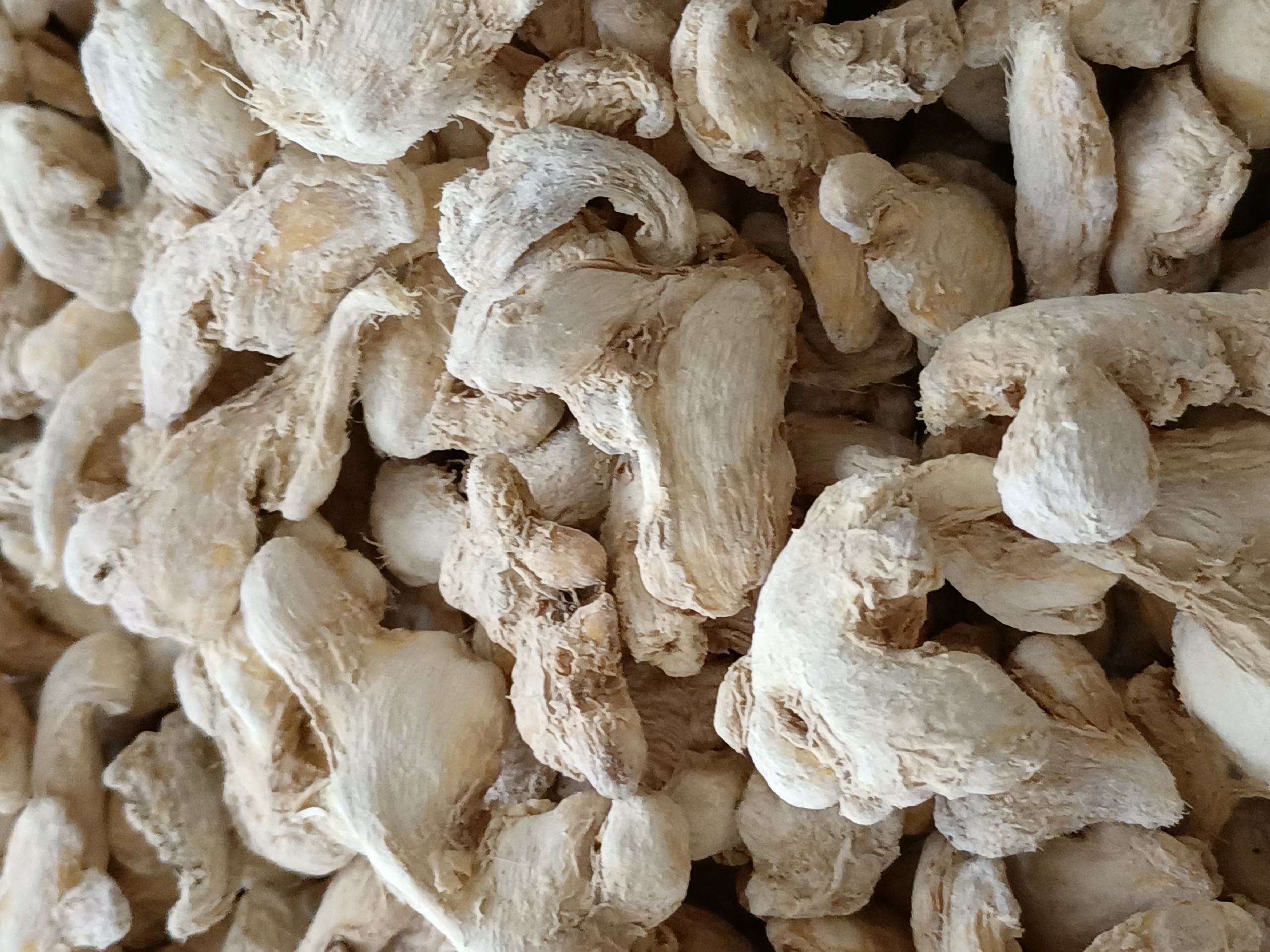 鲜姜与干姜形态学对比:体现水分含量、组织结构及加工导致的物理性状差异 鲜姜与干姜实物对比图:左侧为带泥鲜姜块茎,表皮浅黄褐色、质地脆嫩多汁,表面可见明显芽眼与须根痕;右侧为淡黄棕色干姜饮片,呈不规则厚片状,断面纤维性明显、显粉性,有细密筋脉纹理