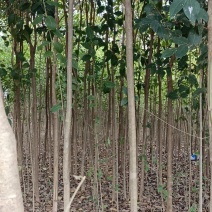 大叶女贞根系发达易成活支持视频看货欢迎联系