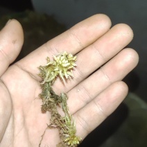 水苔，海花草