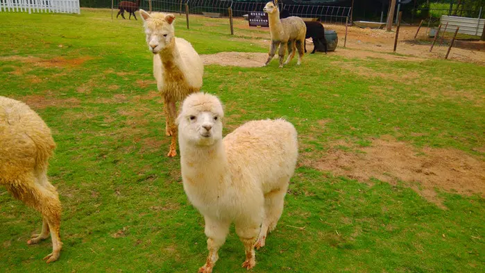 图片展示网络流行语“草泥马”的表情包与真实羊驼的照片对比,突显幽默与现实的反差 网络流行语“草泥马”与羊驼的对比图