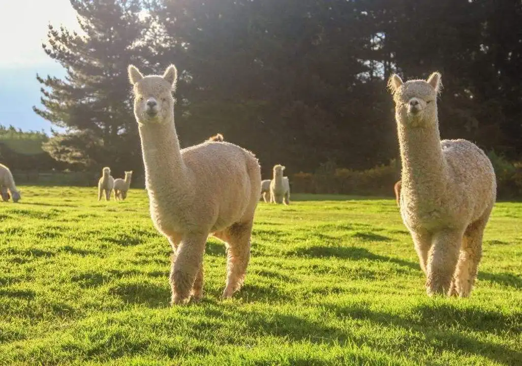 游客与羊驼互动