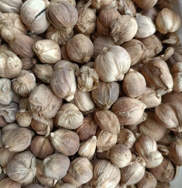 原色白豆蔻不熏硫磺不漂白足斤足两颜色不是很白