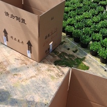 花金鱼吊兰盆栽140黑色营养盆电商档口精品货福建龙岩基地
