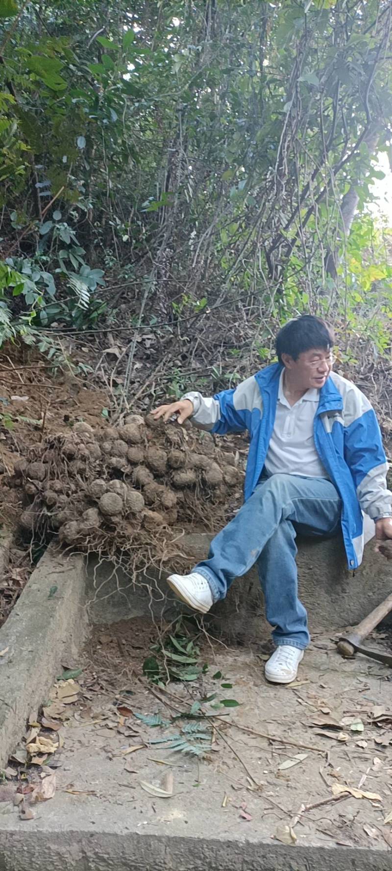 野生血三七,天然血三七,大山里寻得的!