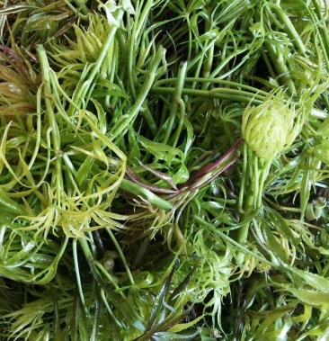 [蔬菜礼包批发]梁王茶嫩芽价格30.00元/斤 - 一亩田