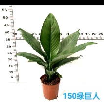 新品大叶盆栽绿巨人红盆小盆栽吸甲醛客厅露台最佳之选。