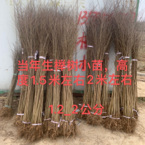 榉树小苗，榉木小苗，红榉小苗，江苏常州，自产自销