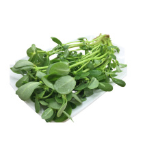 新鲜马齿苋马蜂菜五行草马苋菜现挖蚂蚱菜野菜长寿菜冰鲜
