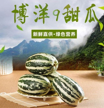 博洋甜瓜瓜型漂亮口感脆甜多汁产地直发现摘现卖