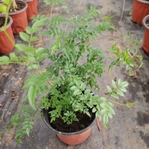 多花素馨盆栽花篮庭院阳台室内爬藤耐热耐寒好养活芳香开花