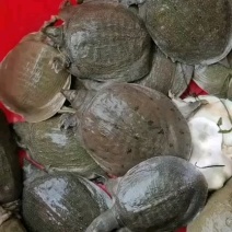 生态甲鱼78元一只包邮，适合放养外塘水库，也可以吃。