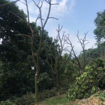 福建橄榄、闽侯橄榄、灵峰橄榄、青橄榄、甜种橄榄