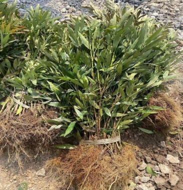 窄叶小叶细叶十大功劳树苗庭院绿篱植物园林绿化苗木绿植四季