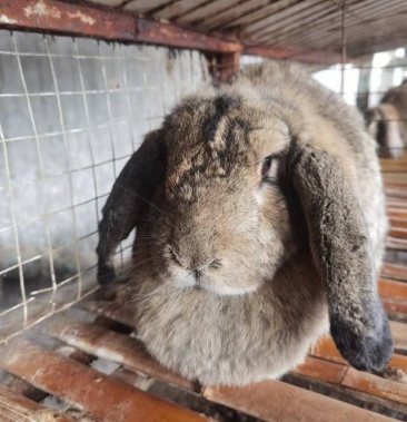种兔纯种公羊兔巨型肉兔活体兔子大体型兔子巨型公羊兔