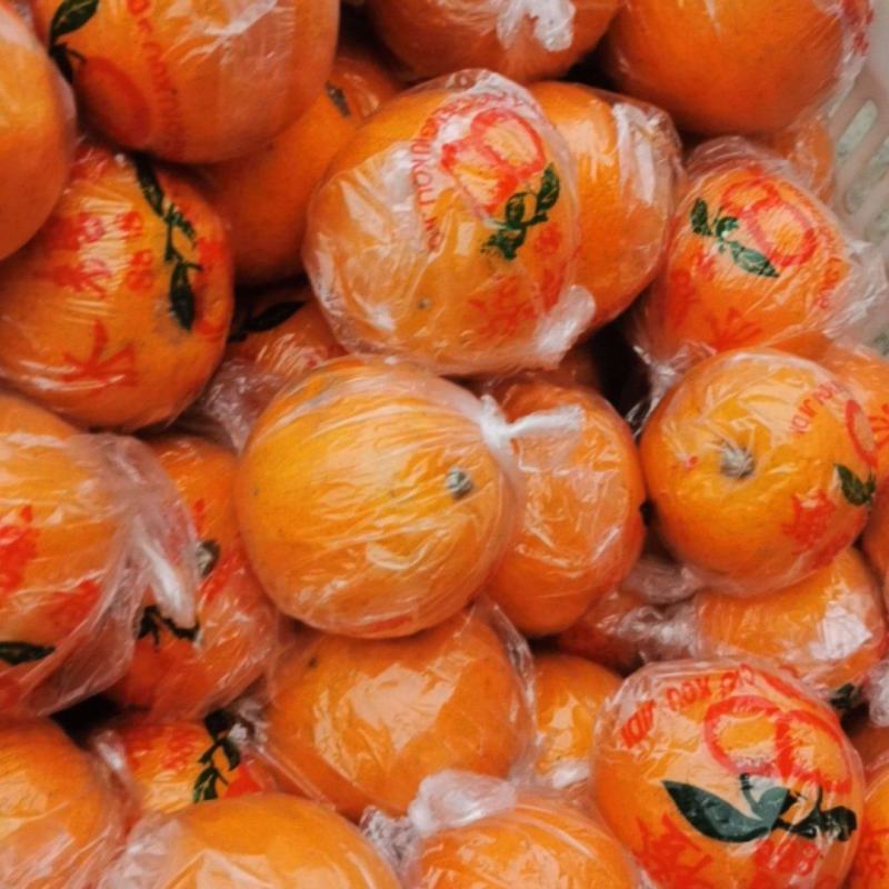 冰糖橙品种1元/斤60-65mm规格运费待商议物流湖南怀化麻阳县产地2000