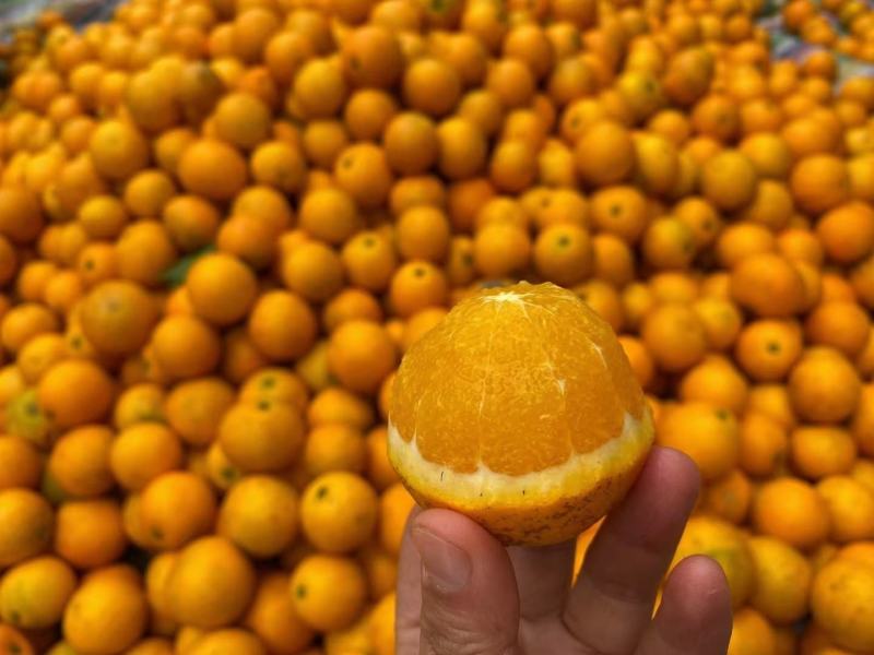 冰糖橙品种1元/斤60-65mm规格运费待商议物流湖南怀化麻阳县产地2000