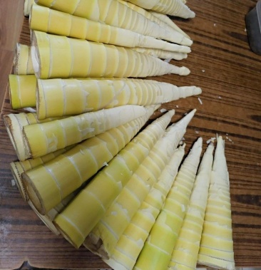 大量供应四川重庆野生斑竹笋