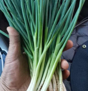 云南小葱无花白葱白根黑葱红葱精品四季小香葱