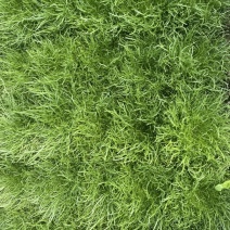 苦菊