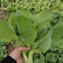 白菜苔