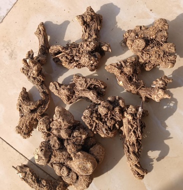 [北苍术批发]朱砂点北苍术价格150.00元/斤 - 一亩田