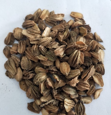 沙参籽沙参种子沙藏鲜沙参籽