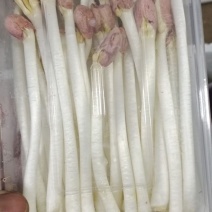 精品盒装花生芽大量有货品质保证诚信经营对接全国欢迎采购！