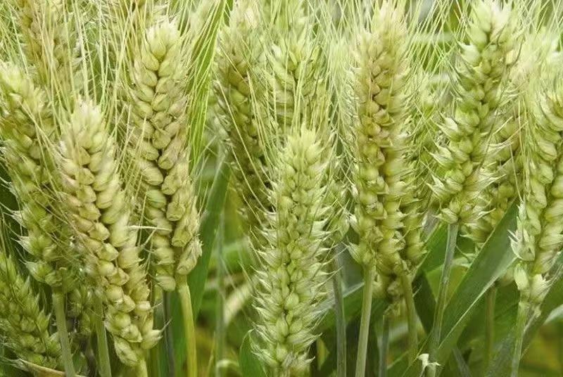 图示:2BQ–2型豌豆专用条播机在华北平原冬小麦收获后地块进行麦茬免耕条播作业,可见清晰播种沟、均匀覆土层及同步施入的颗粒状磷酸二铵肥料,机器后方有农技人员实时检测播深与株距 豌豆机械化条播作业现场