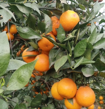 我是汉源九襄黄果柑果农好几亩的果子己经成熟味道甘美