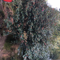 茶梅10公分直径