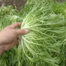 大量供应苦菊