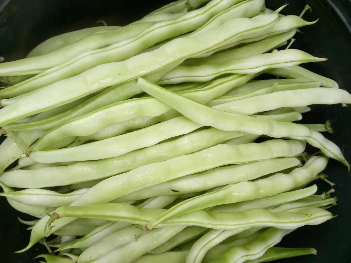 芝麻菜凉拌成品图