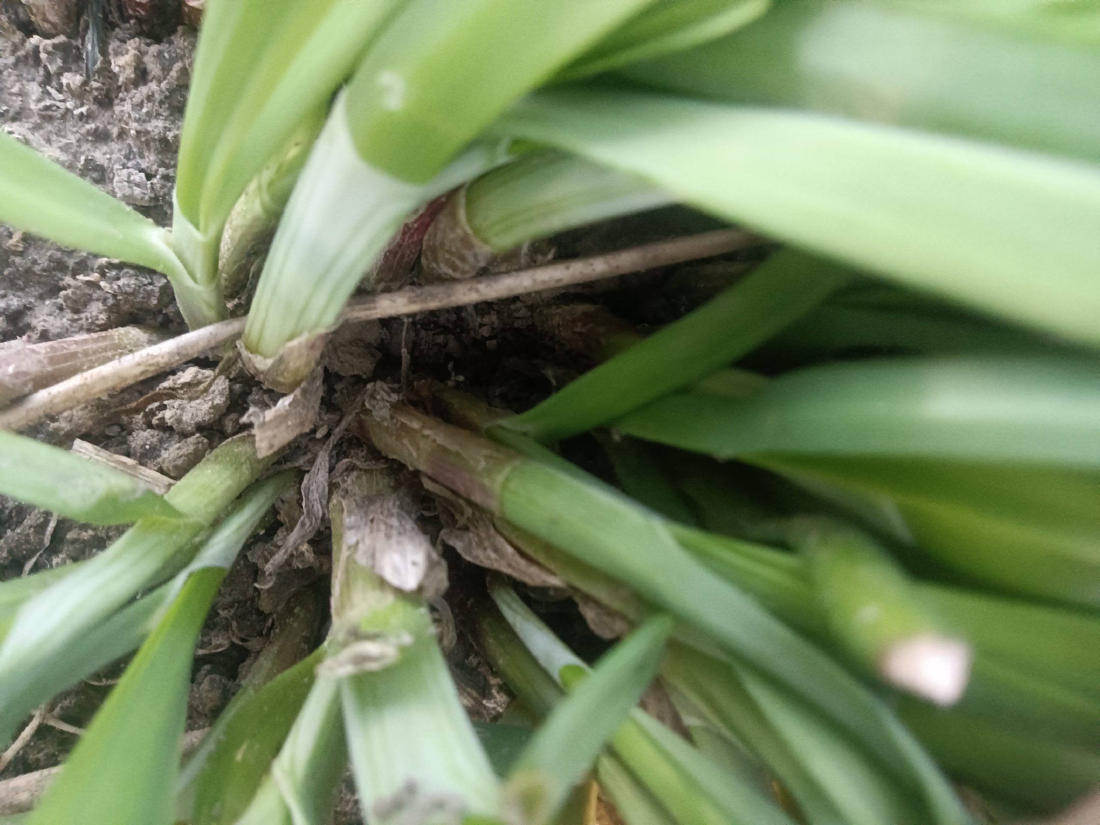 韭菜开花与未开花对比图