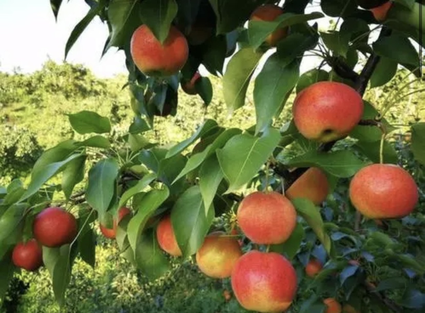 南果梨特写镜头