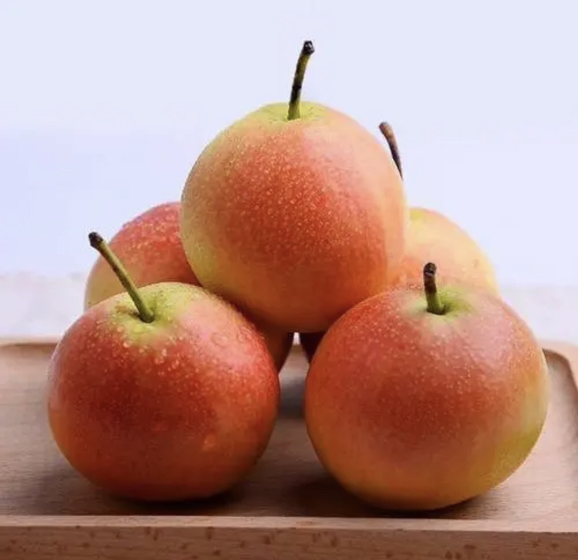 南果梨与其他梨类对比图