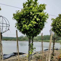 风车茉莉意大利络石棒棒糖