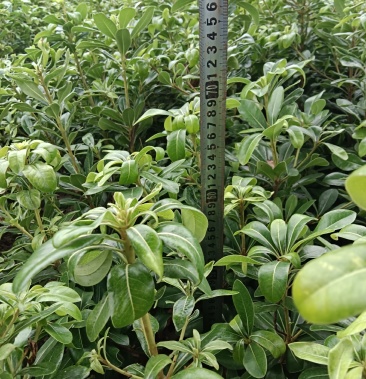 [海桐批发]海桐毛球价格0.90元/棵 - 一亩田