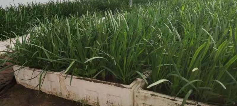 家庭阳台种植韭菜根的过程图