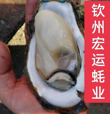 [湛江生蚝批发]北部湾生蚝钦州大蚝精品海鲜可生吃生蚝原产地直发一件