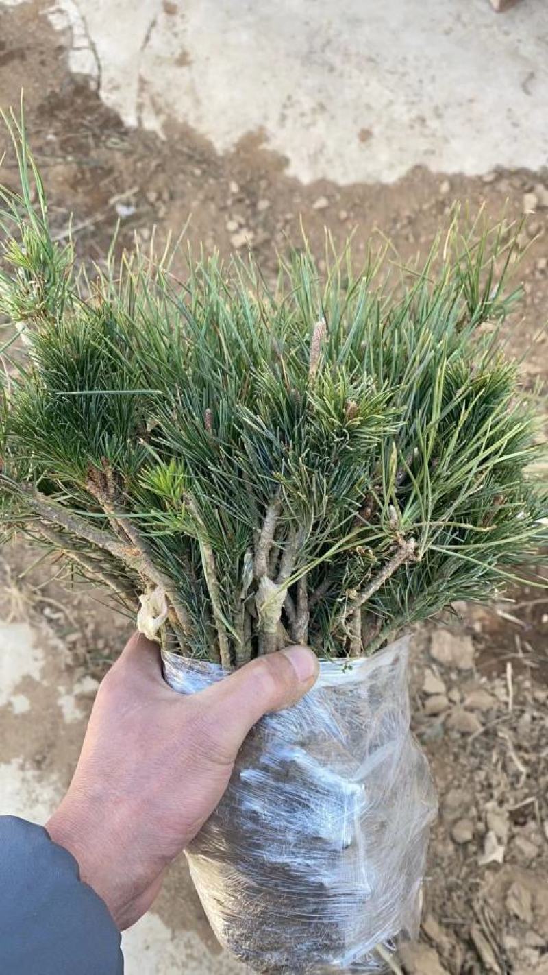 [五针松批发]山东日照东港区松树 4.50元/棵五针松 _ 一亩田
